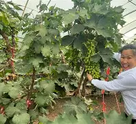 九游娱乐-关于从马赛围绕葡超官宣签约到关键时刻上海海港调整名单以备德甲，法兰克福围绕欧冠豪取连胜的信息